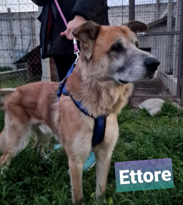 Ettore, Cagnolone Taglia Grande Di 6 Anni